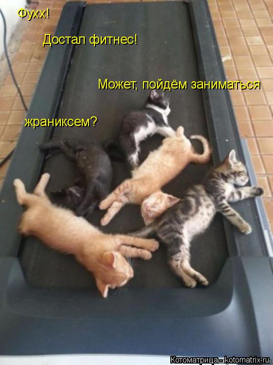 Фухх! Достал фитнес! Может, пойдём заниматься жраниксем?... Котоматрица: Фухх! Достал фитнес! Может, пойдём заниматься жраниксем?