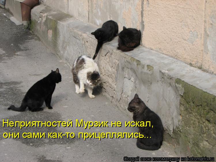 Котоматрица: Неприятностей Мурзик не искал, они сами как-то прицеплялись...