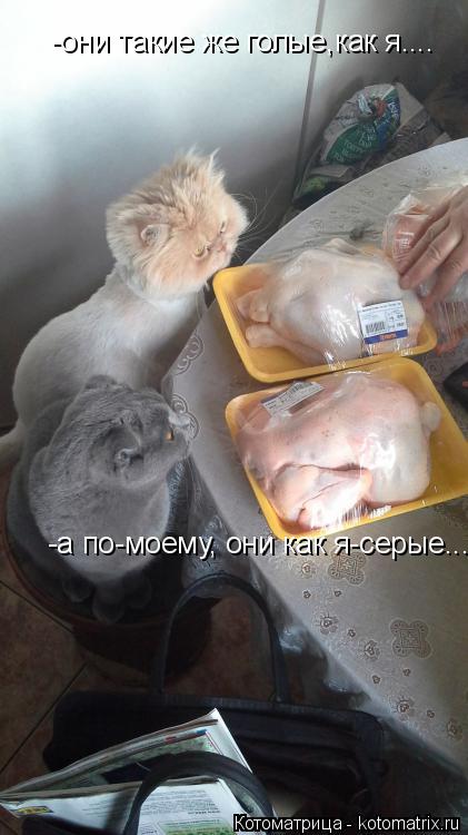 Котоматрица: -они такие же голые,как я.... -а по-моему, они как я-серые...