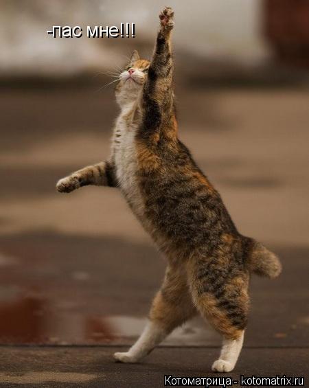 Котоматрица: -пас мне!!! -пас мне!!!