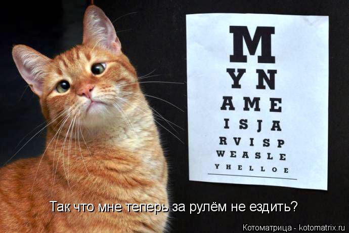 Так что мне теперь за рулём не ездить?... Котоматрица: Так что мне теперь за рулём не ездить?