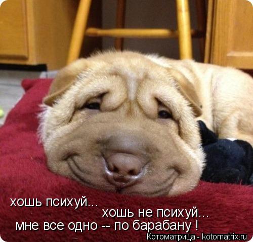 Котоматрица: хошь психуй... хошь не психуй... мне все одно -- по барабану !