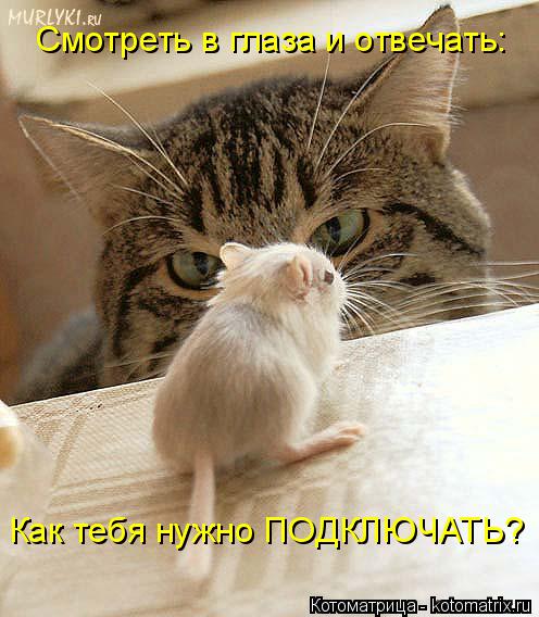 Котоматрица: Смотреть в глаза и отвечать: Как тебя нужно ПОДКЛЮЧАТЬ?