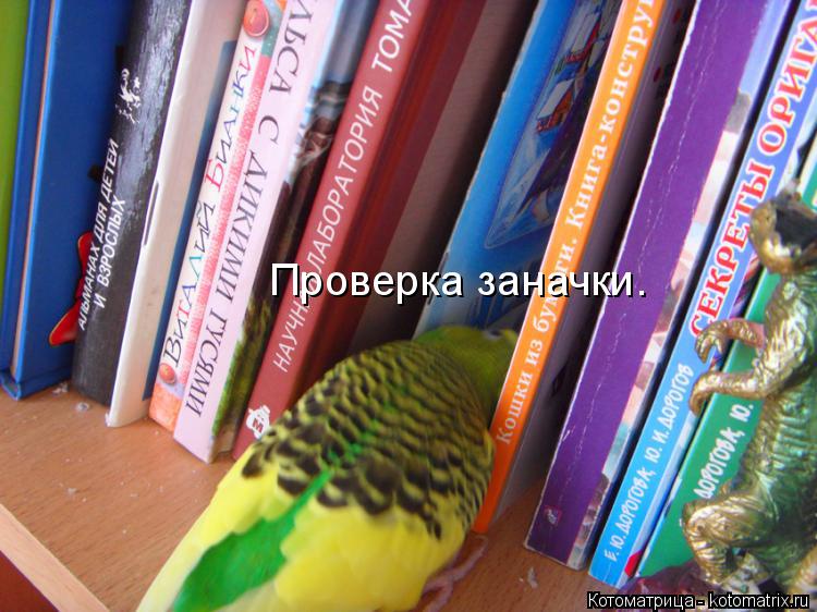 Котоматрица: Проверка заначки.
