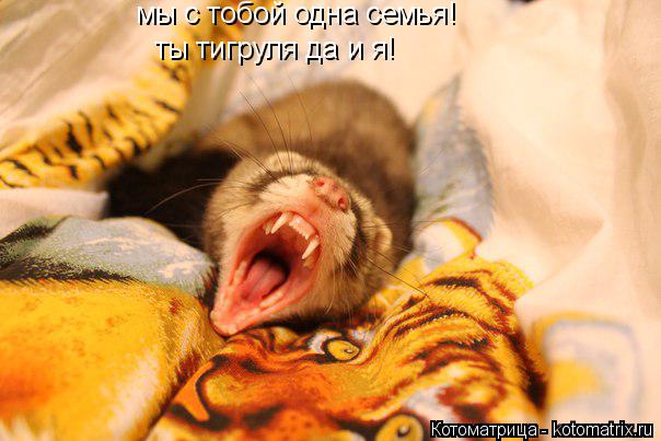 мы с тобой одна семья! ты тигруля да и я!... Котоматрица: мы с тобой одна семья! ты тигруля да и я!