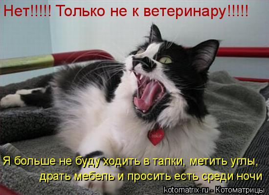 Нет!!!!! Только не к ветеринару!!!!! Я больше не буду ходить в тапки, метить углы, драть мебель и пр... Котоматрица: Нет!!!!! Только не к ветеринару!!!!! Я больше не буду ходить в тапки, метить углы, драть мебель и просить есть среди ночи