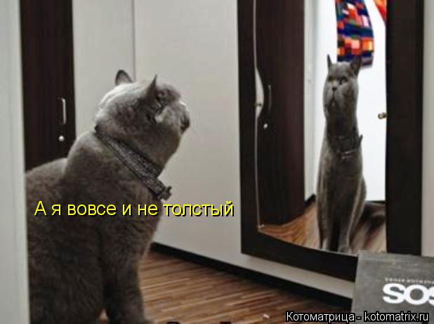 А я вовсе и не толстый... Котоматрица: А я вовсе и не толстый