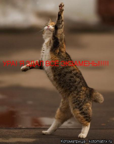 Котоматрица: УРА! Я ЗДАЛ ВСЁ ЭКЗАМЕНЫ!!!!!