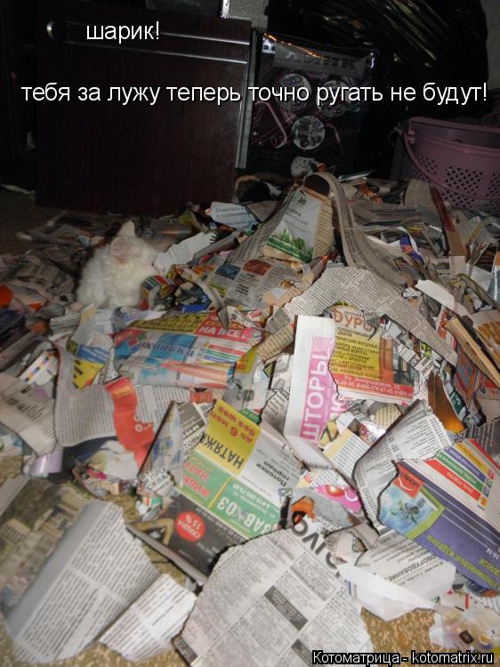 шарик! тебя за лужу теперь точно ругать не будут!... Котоматрица: шарик! тебя за лужу теперь точно ругать не будут!