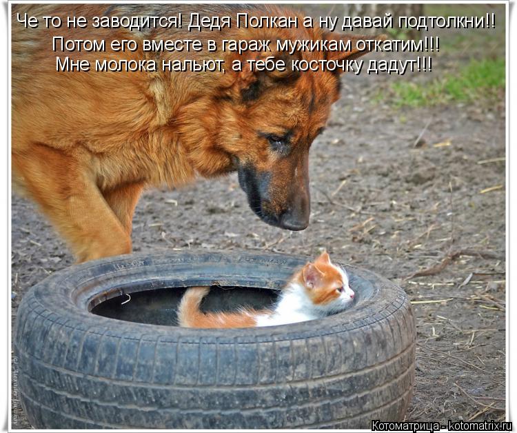 Че то не заводится! Дедя Полкан а ну давай подтолкни!! Потом его вместе в гараж мужикам откатим!!! Мн... Котоматрица: Че то не заводится! Дедя Полкан а ну давай подтолкни!! Потом его вместе в гараж мужикам откатим!!! Мне молока нальют, а тебе косточку дадут!!!