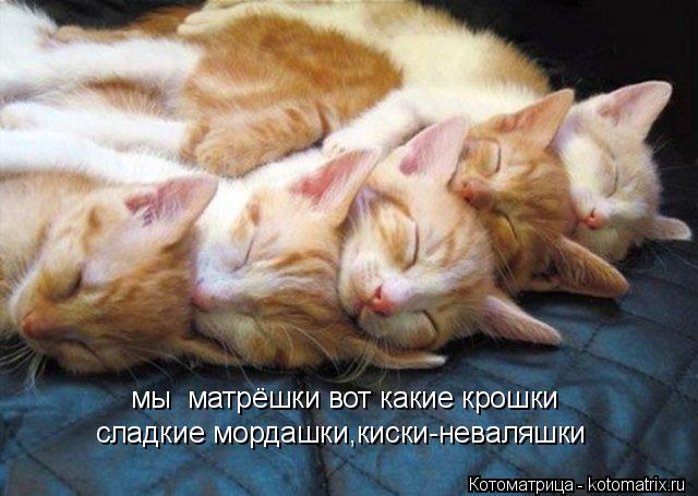 мы матрёшки вот какие крошки сладкие мордашки,киски-неваляшки... Котоматрица: мы матрёшки вот какие крошки сладкие мордашки,киски-неваляшки