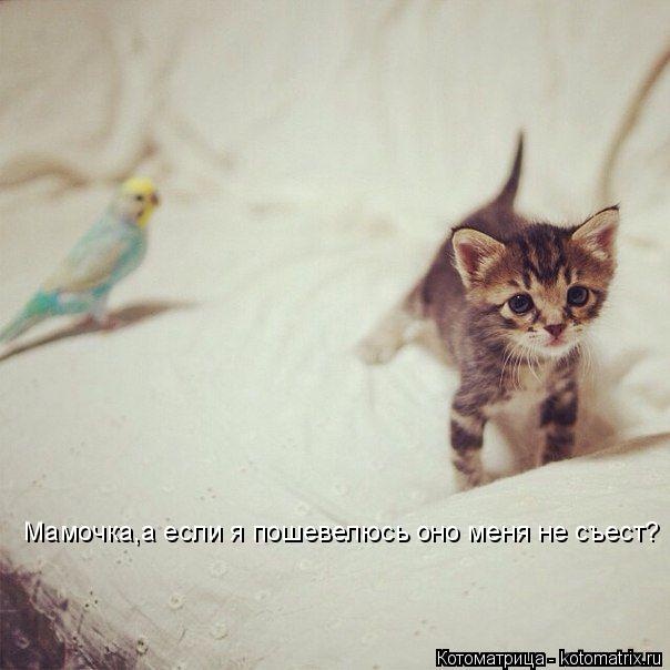 Мамочка,а если я пошевелюсь оно меня не съест?... Котоматрица: Мамочка,а если я пошевелюсь оно меня не съест?
