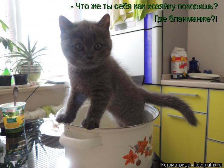 Котоматрица: - Что же ты себя как хозяйку позоришь?  Где бланманже?!