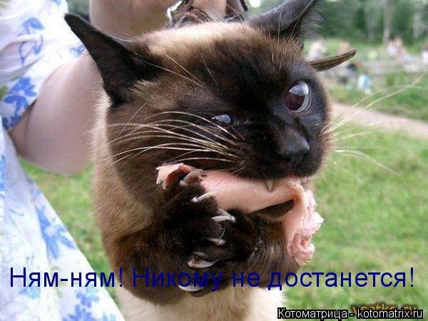 Ням-ням! Никому не достанется!... Котоматрица: Ням-ням! Никому не достанется!