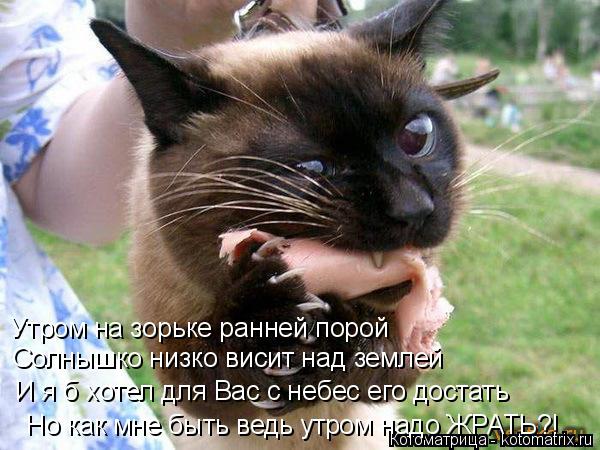 Утром на зорьке ранней порой Солнышко низко висит над землей И я б хотел для Вас с небес его достать ... Котоматрица: Утром на зорьке ранней порой Солнышко низко висит над землей И я б хотел для Вас с небес его достать Но как мне быть ведь утром надо ЖРАТЬ?!