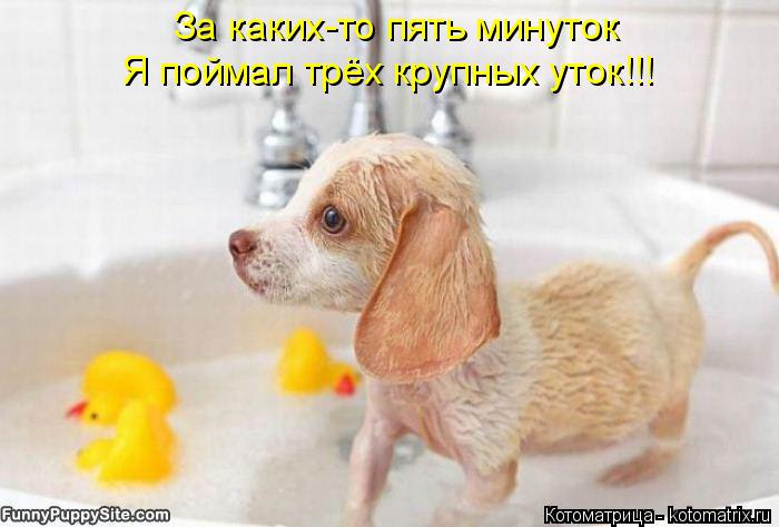 За каких-то пять минуток Я поймал трёх крупных уток!!!... Котоматрица: За каких-то пять минуток Я поймал трёх крупных уток!!!