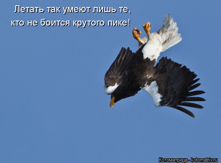 Котоматрица: Летать так умеют лишь те, кто не боится крутого пике!