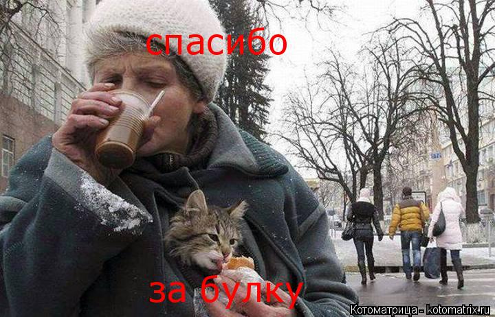 Котоматрица: спасибо за булку