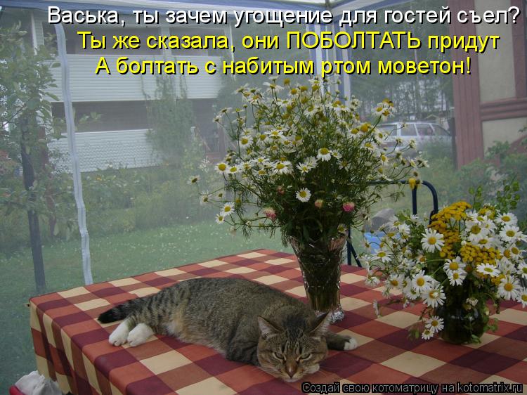 Котоматрица: Васька, ты зачем угощение для гостей съел? Ты же сказала, они ПОБОЛТАТЬ придут А болтать с набитым ртом моветон!