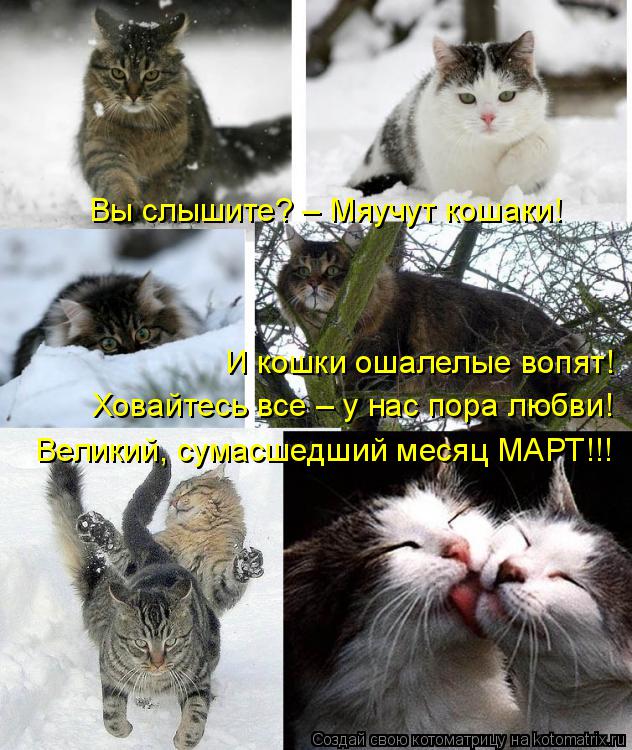 Вы слышите? – Мяучут кошаки! Ховайтесь все – у нас пора любви! Великий, сумасшедший месяц МАРТ!!! И к... Котоматрица: Вы слышите? – Мяучут кошаки! Ховайтесь все – у нас пора любви! Великий, сумасшедший месяц МАРТ!!! И кошки ошалелые вопят!