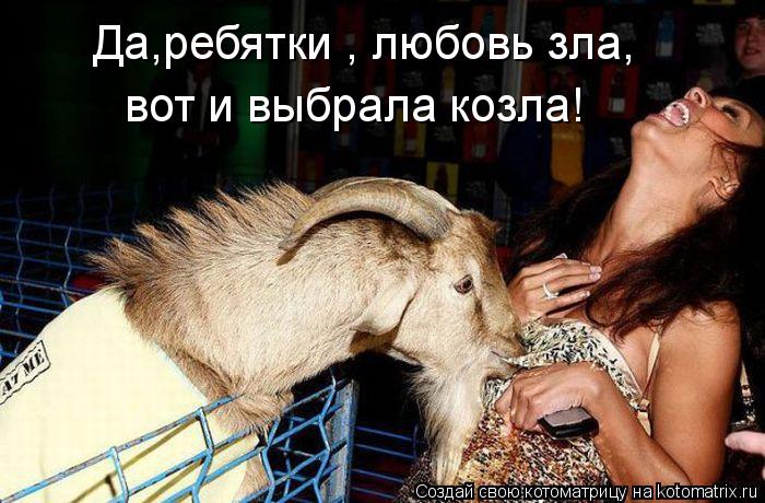 Котоматрица: Да,ребятки , любовь зла, вот и выбрала козла!