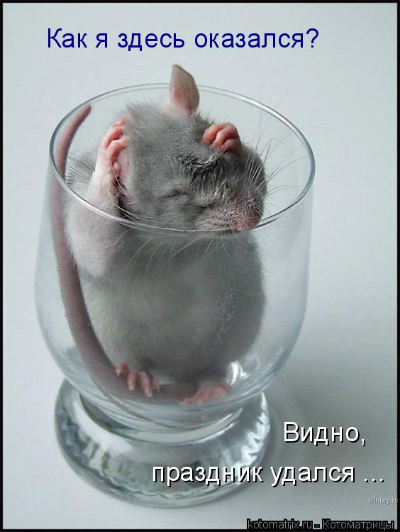 Котоматрица: Как я здесь оказался? Видно, праздник удался ...