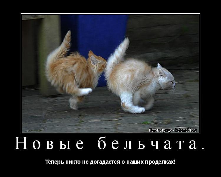 Новые бельчата. Теперь никто не догадается о наших проделках!... Котоматрица: Новые бельчата. Теперь никто не догадается о наших проделках!