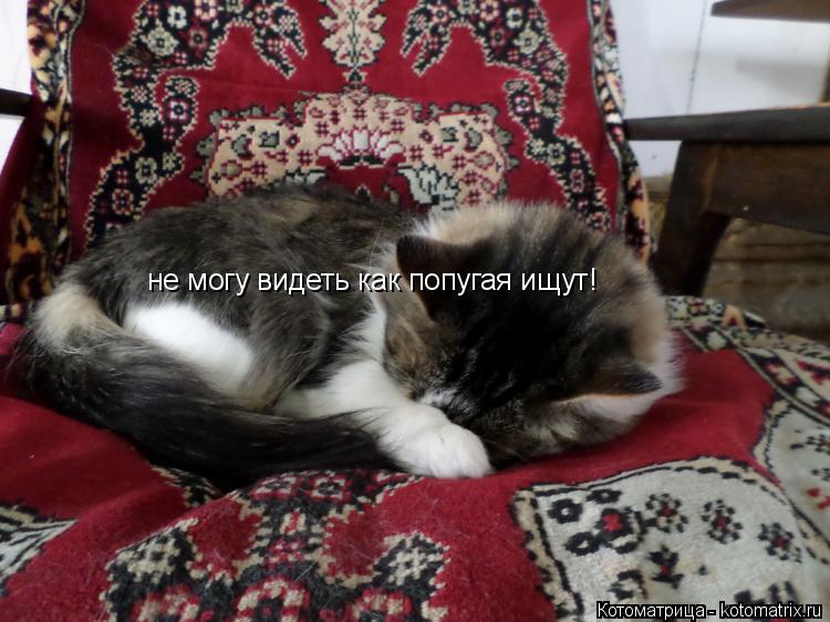 не могу видеть как попугая ищут!... Котоматрица: не могу видеть как попугая ищут!