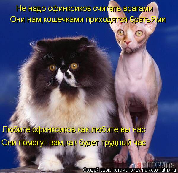 Не надо сфинксиков считать врагами Они нам,кошечками приходятся братьЯми Любите сфинксиков,как любите... Котоматрица: Не надо сфинксиков считать врагами Они нам,кошечками приходятся братьЯми Любите сфинксиков,как любите вы нас Они помогут вам,как будет тру