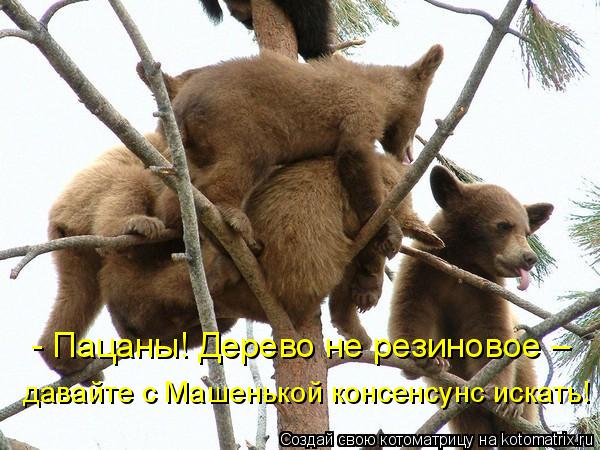 - Пацаны! Дерево не резиновое – давайте с Машенькой консенсунс искать!... Котоматрица: - Пацаны! Дерево не резиновое – давайте с Машенькой консенсунс искать!