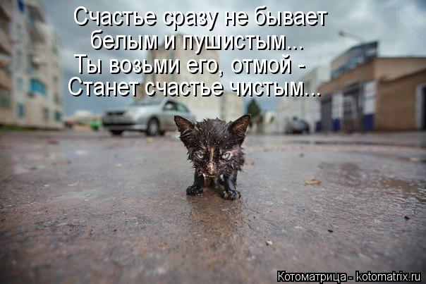 Счастье сразу не бывает белым и пушистым... Ты возьми его, отмой - Станет счастье чистым...... Котоматрица: Счастье сразу не бывает белым и пушистым... Ты возьми его, отмой - Станет счастье чистым...