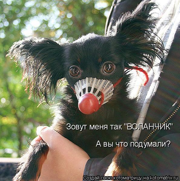 Зовут меня так "ВОЛАНЧИК" А вы что подумали?... Котоматрица: Зовут меня так "ВОЛАНЧИК" А вы что подумали?
