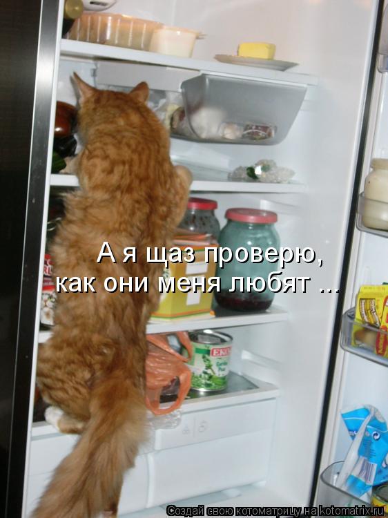 А я щаз проверю, как они меня любят ...... Котоматрица: А я щаз проверю, как они меня любят ...