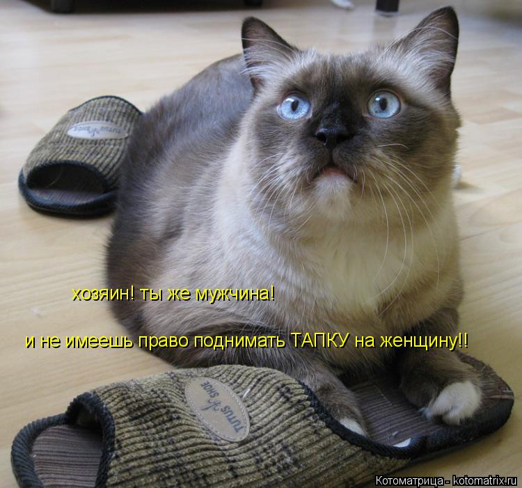 хозяин! ты же мужчина! и не имеешь право поднимать ТАПКУ на женщину!!... Котоматрица: хозяин! ты же мужчина! и не имеешь право поднимать ТАПКУ на женщину!!