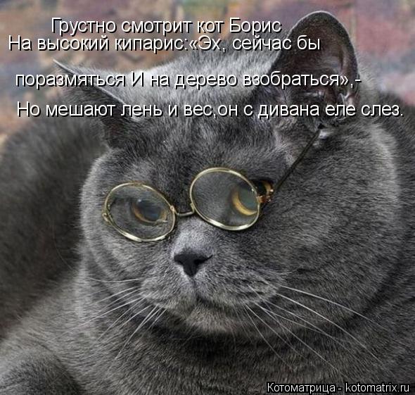 Грустно смотрит кот Борис На высокий кипарис:«Эх, сейчас бы поразмяться И на дерево взобраться»,- Н... Котоматрица: Грустно смотрит кот Борис На высокий кипарис:«Эх, сейчас бы поразмяться И на дерево взобраться»,- Но мешают лень и вес,он с дивана еле слез.