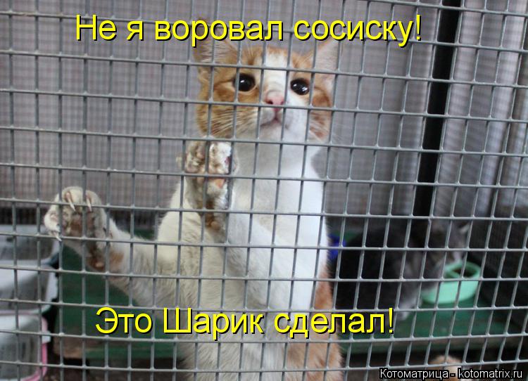 Не я воровал сосиску! Это Шарик сделал!... Котоматрица: Не я воровал сосиску! Это Шарик сделал!