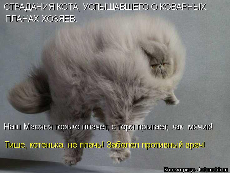 Тише, котенька, не плачь! Заболел противный врач! Наш Масяня горько плачет, с горя прыгает, как мячи... Котоматрица: Тише, котенька, не плачь! Заболел противный врач! Наш Масяня горько плачет, с горя прыгает, как мячик! СТРАДАНИЯ КОТА, УСЛЫШАВШЕГО О КОВАРНЫХ