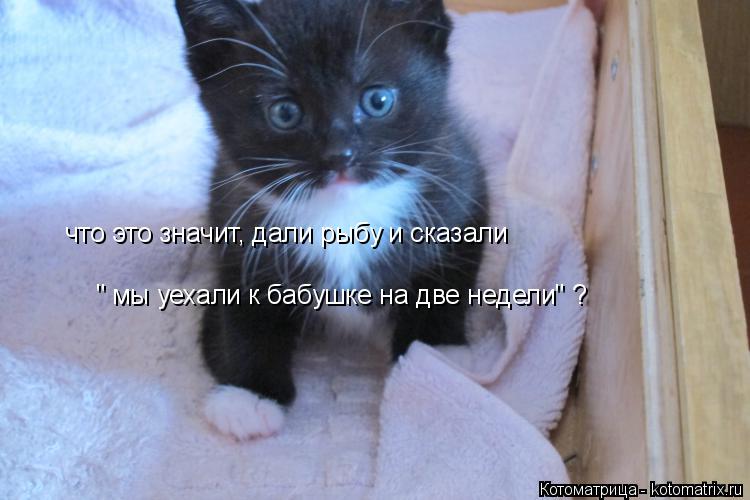 что это значит, дали рыбу и сказали " мы уехали к бабушке на две недели" ?... Котоматрица: что это значит, дали рыбу и сказали " мы уехали к бабушке на две недели" ?