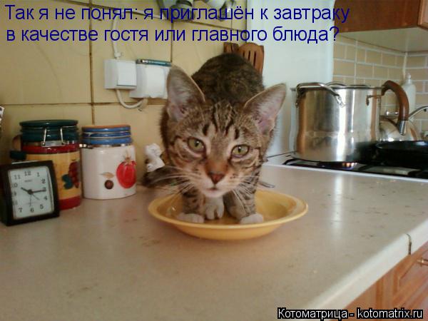 Так я не понял: я приглашён к завтраку в качестве гостя или главного блюда?... Котоматрица: Так я не понял: я приглашён к завтраку в качестве гостя или главного блюда?