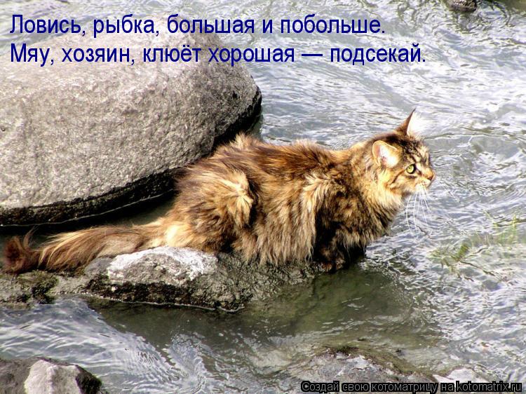 Ловись, рыбка, большая и побольше. Мяу, хозяин, клюёт хорошая — подсекай.... Котоматрица: Ловись, рыбка, большая и побольше. Мяу, хозяин, клюёт хорошая — подсекай.