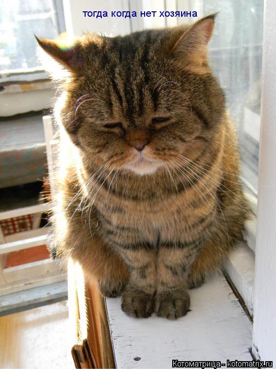 тогда когда нет хозяина... Котоматрица: тогда когда нет хозяина