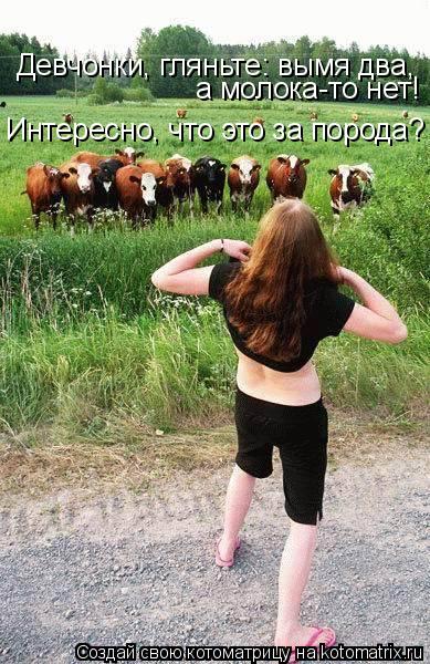 Девчонки, гляньте: вымя два, а молока-то нет! Интересно, что это за порода?... Котоматрица: Девчонки, гляньте: вымя два, а молока-то нет! Интересно, что это за порода?