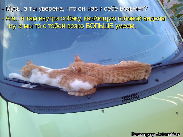 - Мусь, а ты уверена, что он нас к себе возьмет? - Ага.. я там внутри собаку, качАющую головой видела... Котоматрица: - Мусь, а ты уверена, что он нас к себе возьмет? - Ага.. я там внутри собаку, качАющую головой видела! ну, а мы то с тобой всяко БОЛЬШЕ умеем..