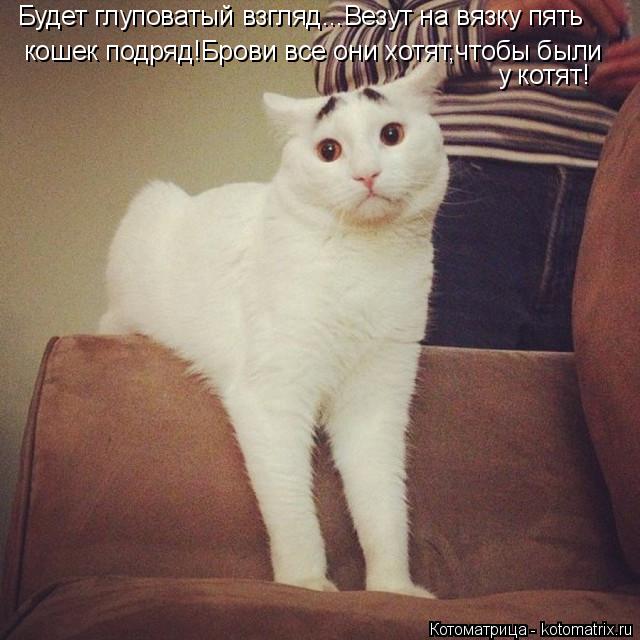 Будет глуповатый взгляд...Везут на вязку пять кошек подряд!Брови все они хотят,чтобы были у котят!... Котоматрица: Будет глуповатый взгляд...Везут на вязку пять кошек подряд!Брови все они хотят,чтобы были у котят!