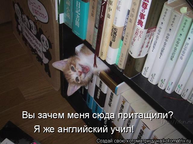 Вы зачем меня сюда притащили? Я же английский учил!... Котоматрица: Вы зачем меня сюда притащили? Я же английский учил!