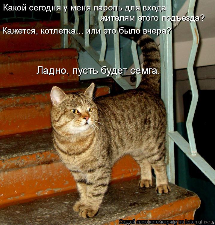 Какой сегодня у меня пароль для входа Кажется, котлетка... или это было вчера? жителям этого подъезд... Котоматрица: Какой сегодня у меня пароль для входа Кажется, котлетка... или это было вчера? жителям этого подъезда? Ладно, пусть будет семга.