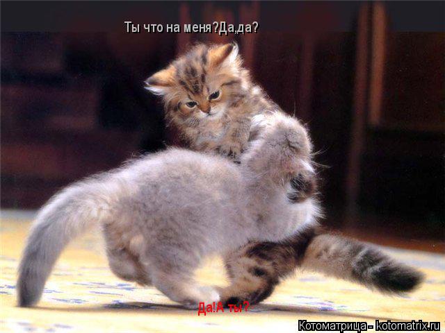 Ты что на меня?Да,да? Да!А ты?... Котоматрица: Ты что на меня?Да,да? Да!А ты?