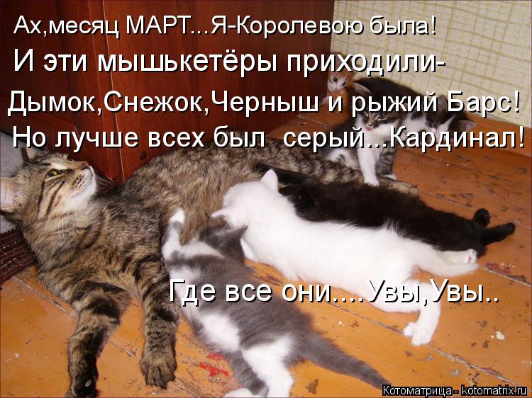 Ах,месяц МАРТ...Я-Королевою была! И эти мышькетёры приходили- Дымок,Снежок,Черныш и рыжий Барс! Но лу... Котоматрица: Ах,месяц МАРТ...Я-Королевою была! И эти мышькетёры приходили- Дымок,Снежок,Черныш и рыжий Барс! Но лучше всех был серый...Кардинал! Где все они