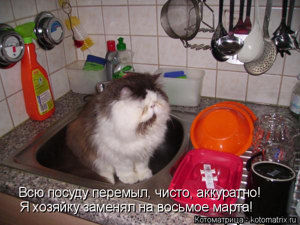 Всю посуду перемыл, чисто, аккуратно! Я хозяйку заменял на восьмое марта!... Котоматрица: Всю посуду перемыл, чисто, аккуратно! Я хозяйку заменял на восьмое марта!
