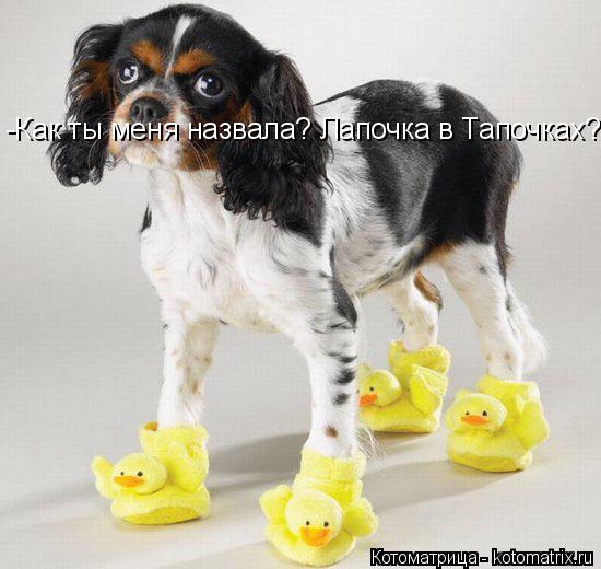 -Как ты меня назвала? Лапочка в Тапочках?... Котоматрица: -Как ты меня назвала? Лапочка в Тапочках?
